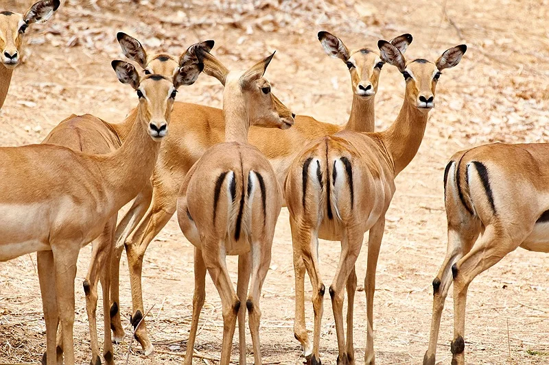 LOWER ZAMBEZI GAME DRIVE 443.jpg