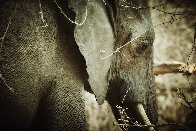 LOWER ZAMBEZI GAME DRIVE 512 1.jpg