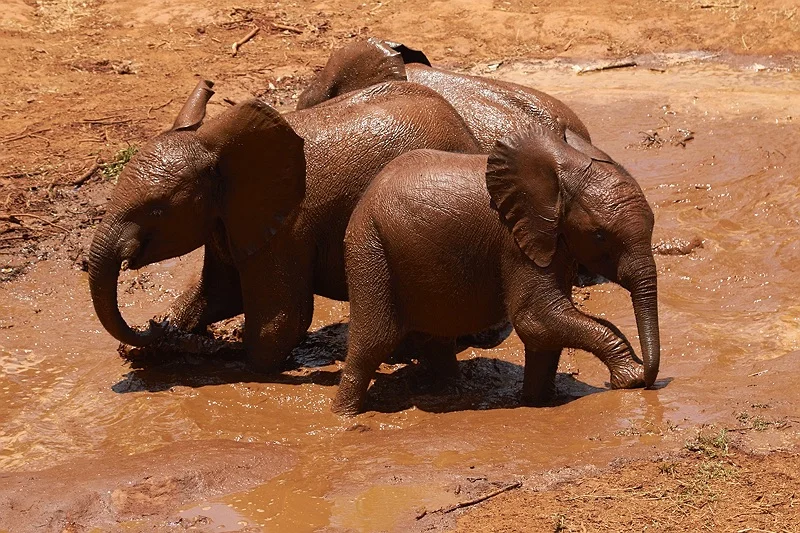 ELEPHANT ORPHANAGE 168.jpg
