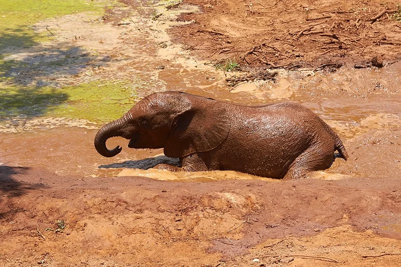 ELEPHANT ORPHANAGE 128.jpg