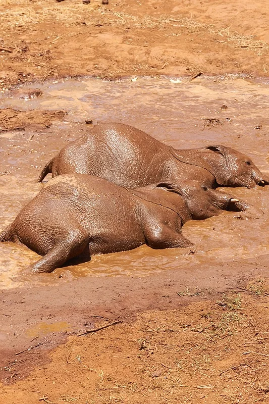 ELEPHANT ORPHANAGE 142.jpg