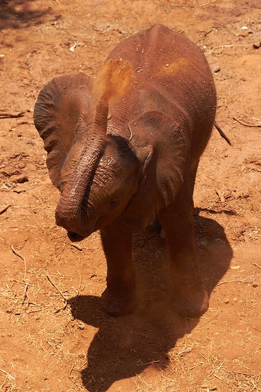 ELEPHANT ORPHANAGE 172.jpg