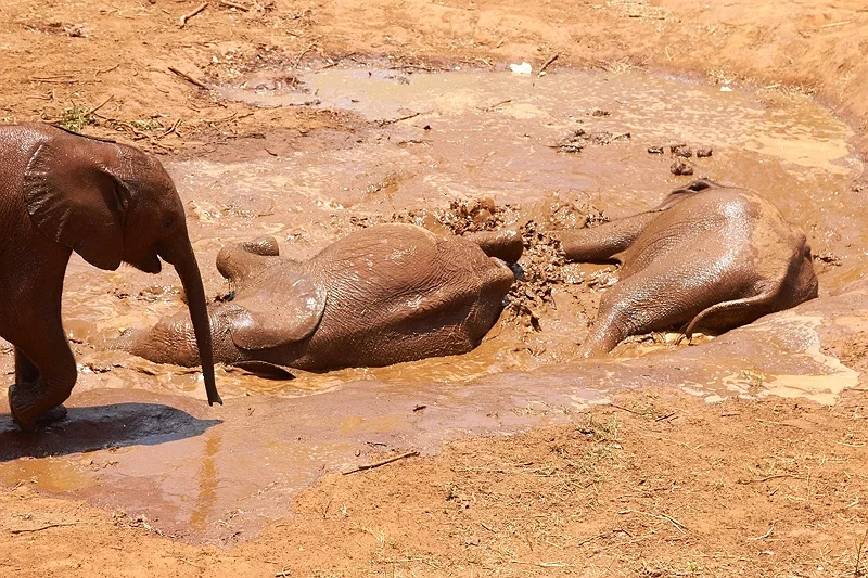 ELEPHANT ORPHANAGE 116.jpg