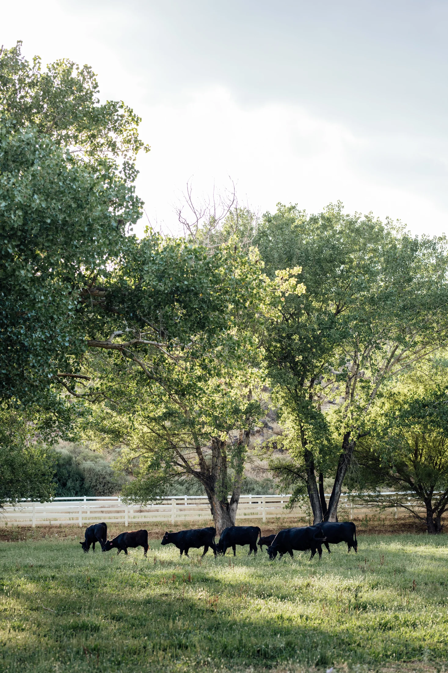 Our Airbnb was in a middle of a massive ranch, so we could all make some new friends.
