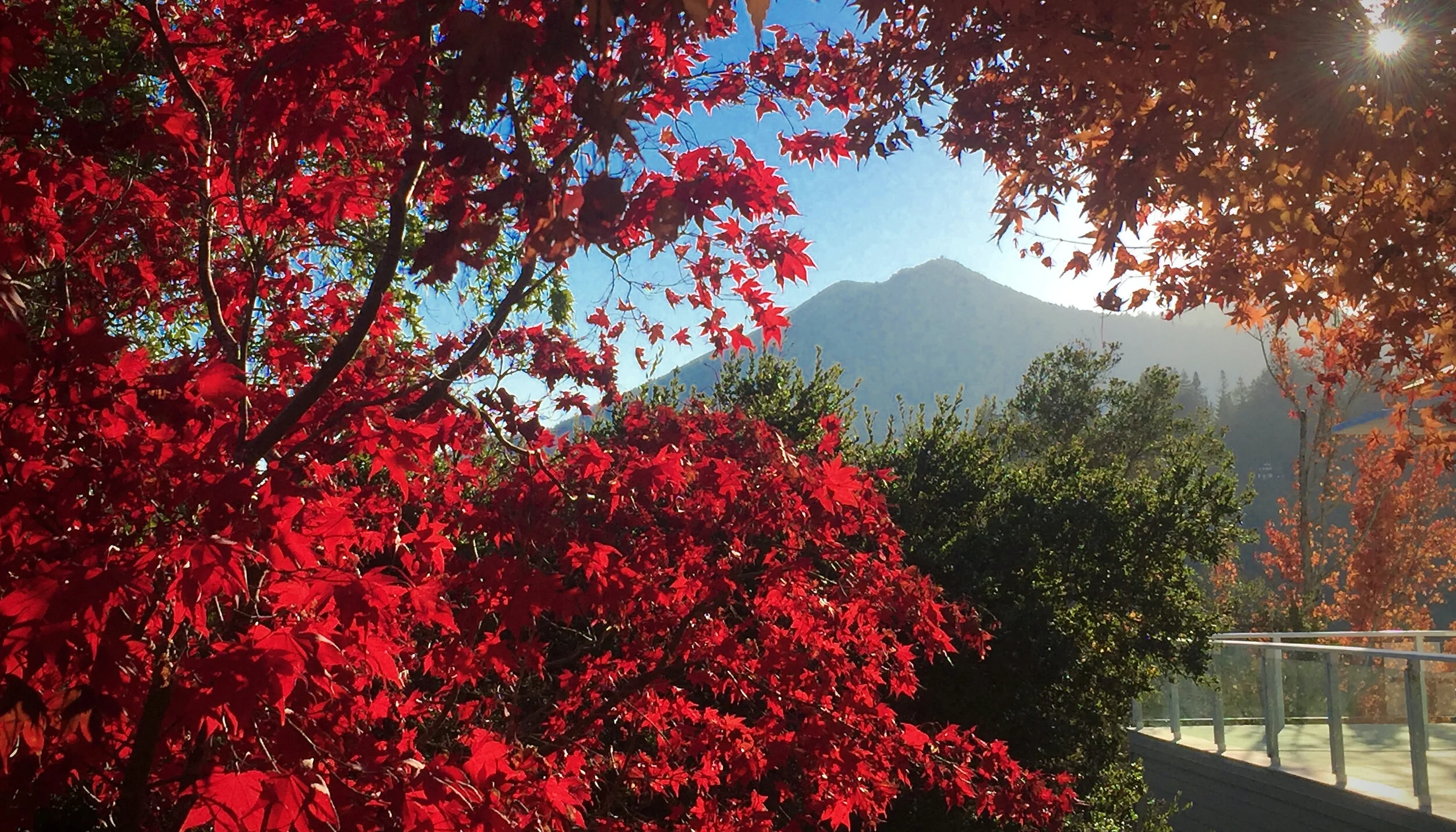 Banner - abundant.jpeg