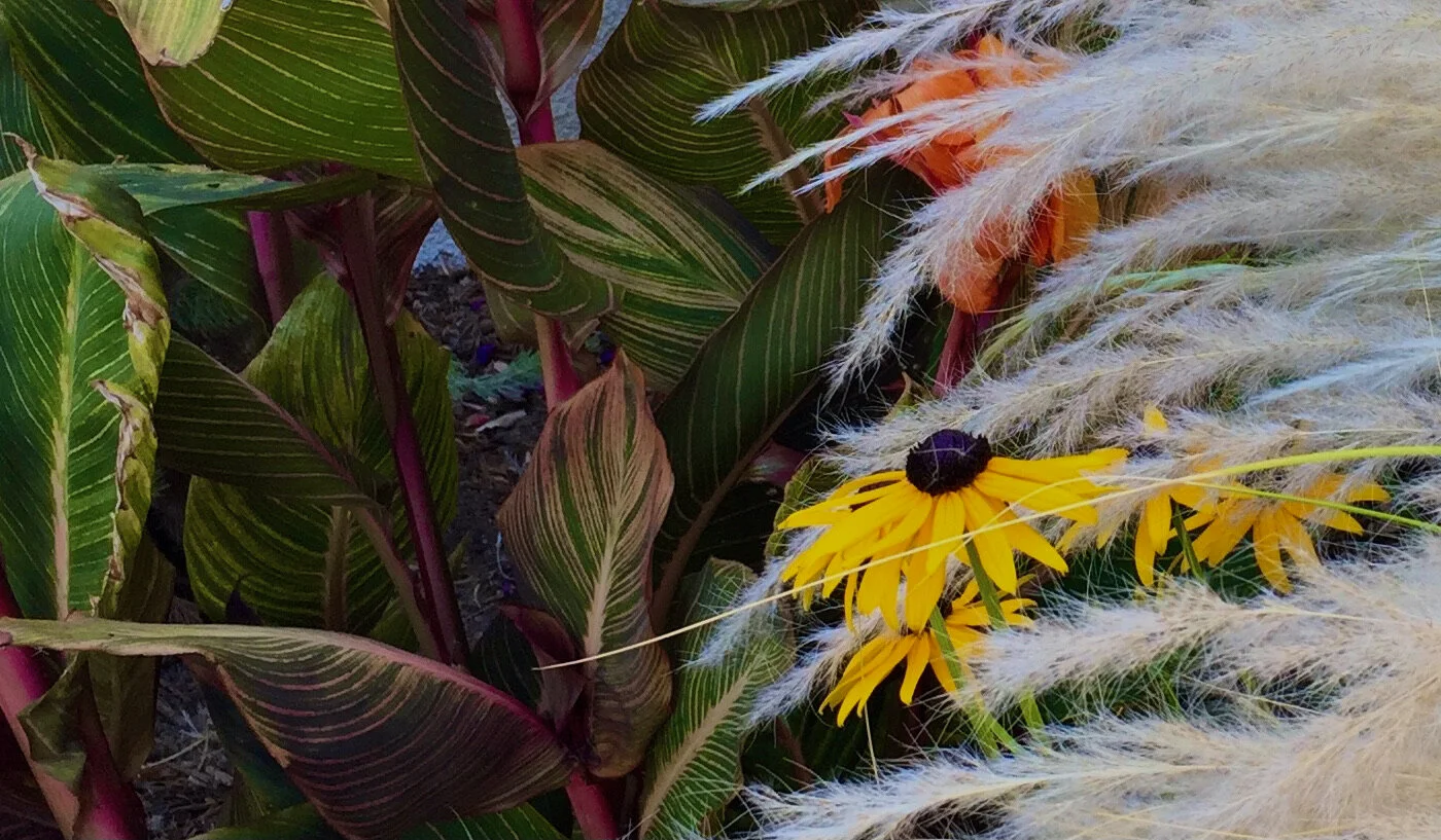 Banner - Unused 1.jpeg