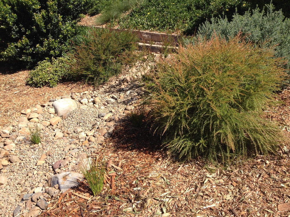 Dry Creek Bed Design Installation, Dry Creek Bed Landscape Plants