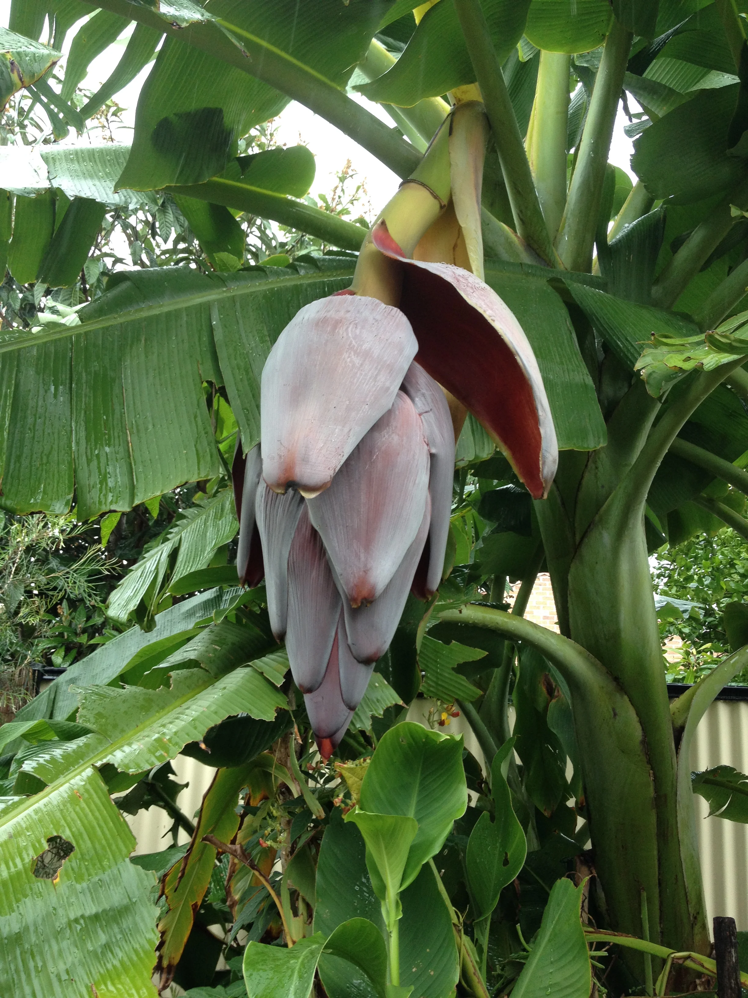 Banana beginning to flower.