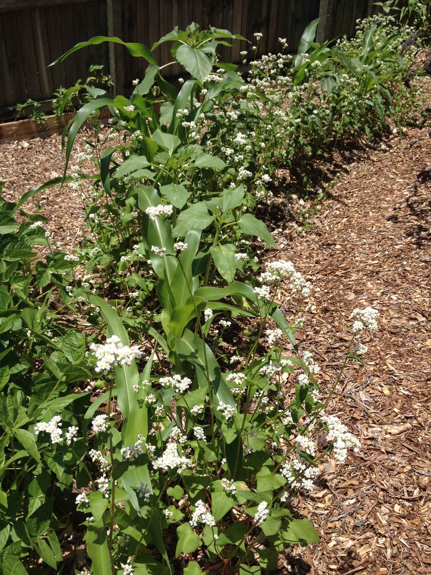 Polyculture of corn, sunflower, buckwheat, and alfalfa growing on contour swale mound.