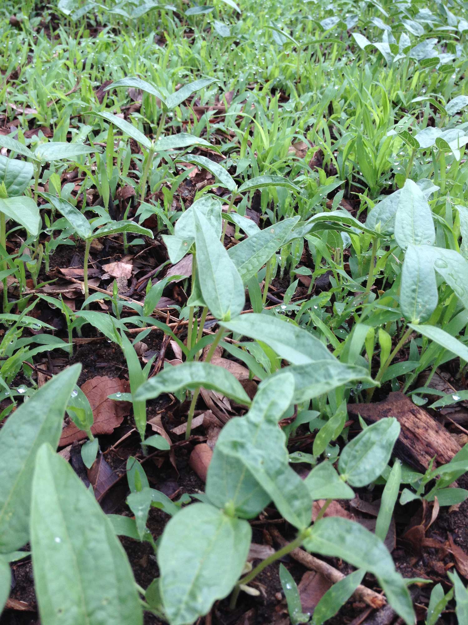 Mung bean and french white millet green manure seedlings.