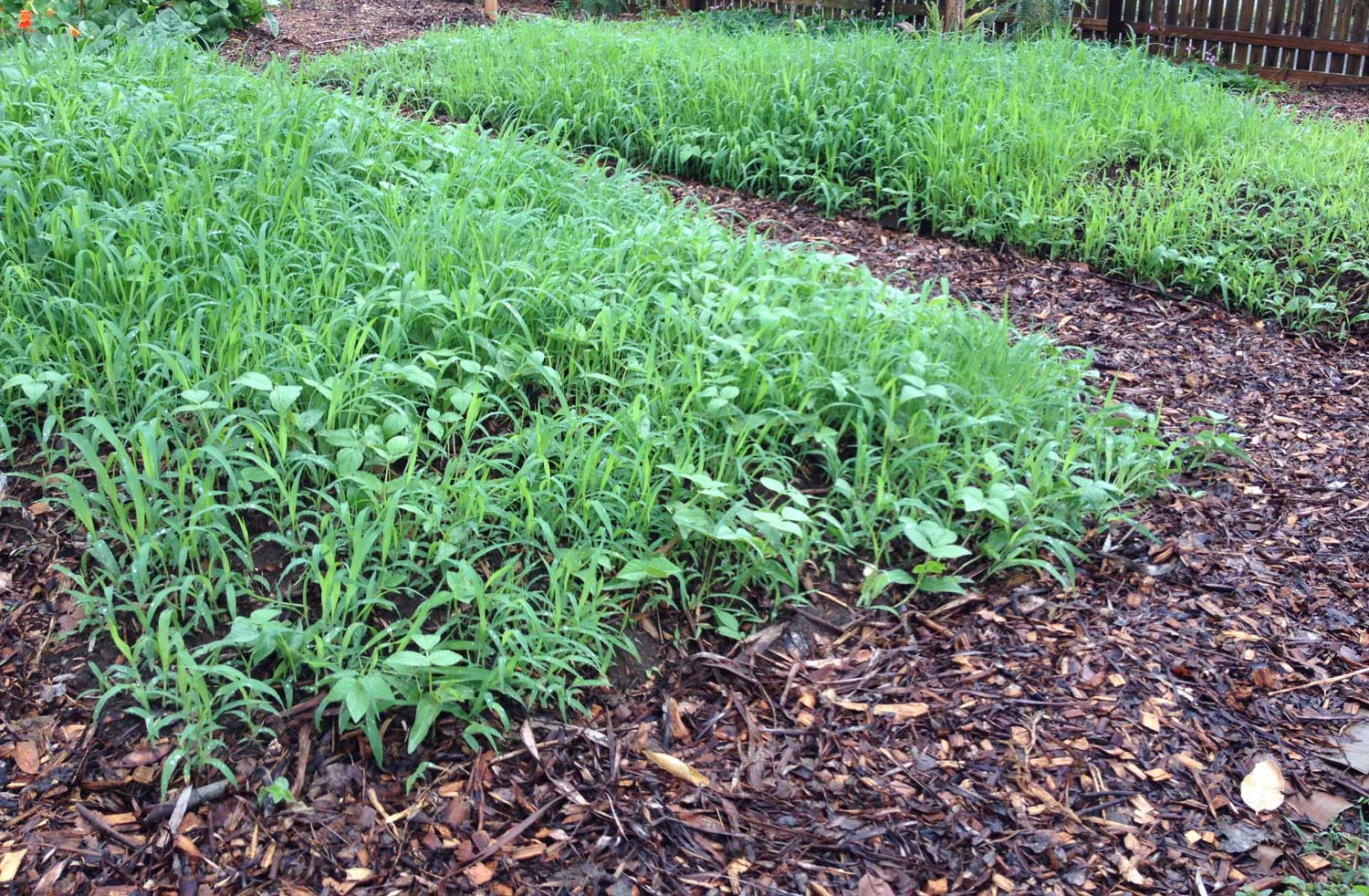 Garden beds being prepared with mung bean and french white millet green manure.