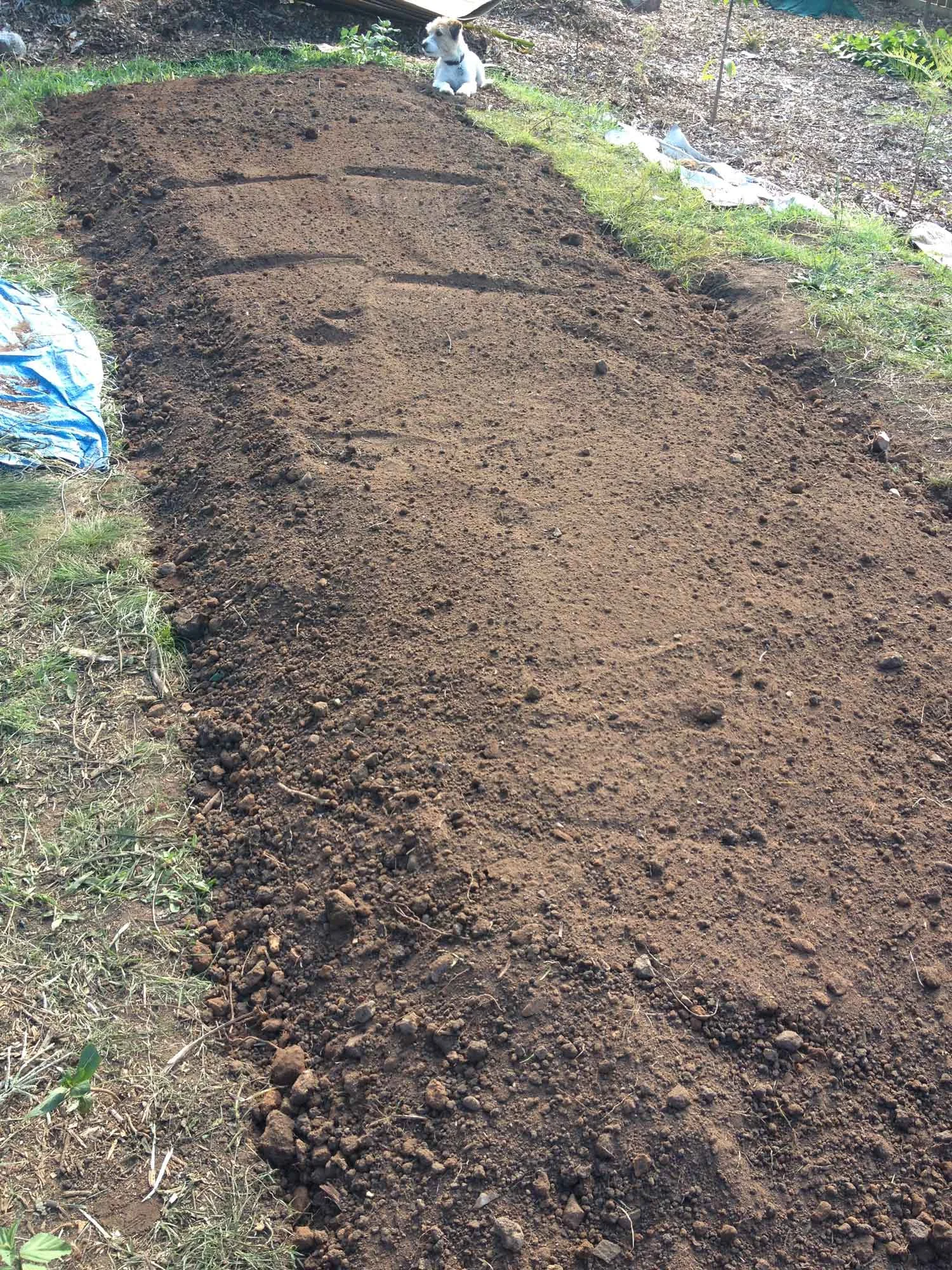 Biointensive garden bed prepared using the double digging method.