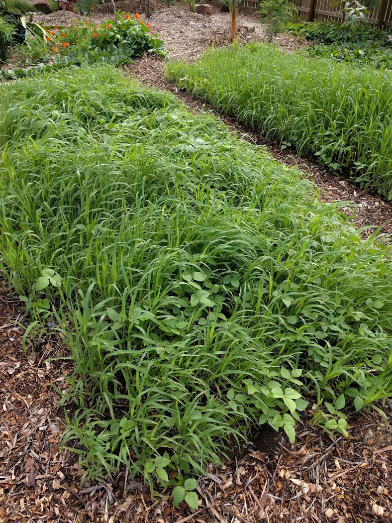 Biointensive garden beds prepared using the double digging method then sown with green manure (mung bean and french white millet).