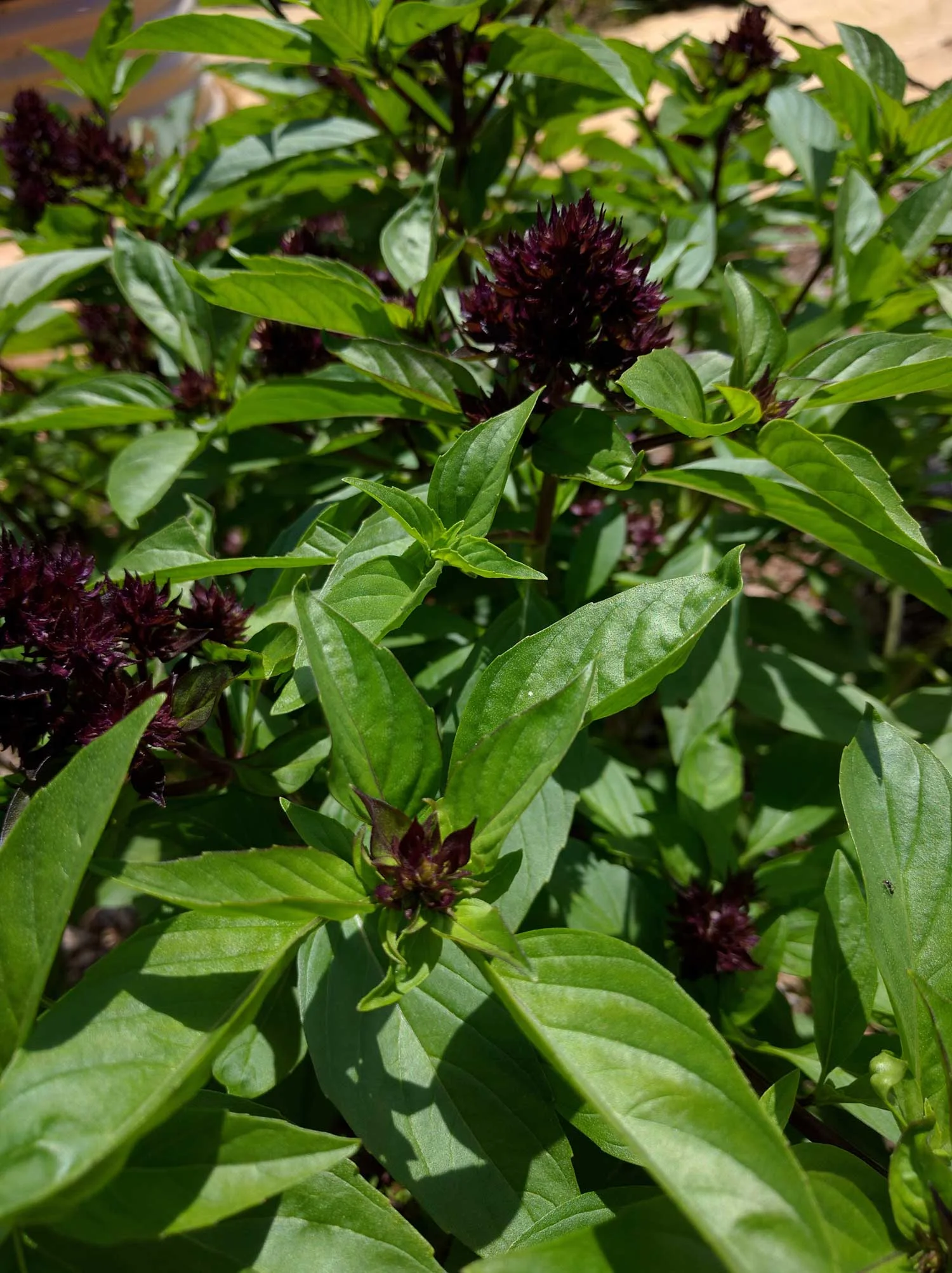 Make Your Own Plant Based Potting Soil Thai Basil.jpg