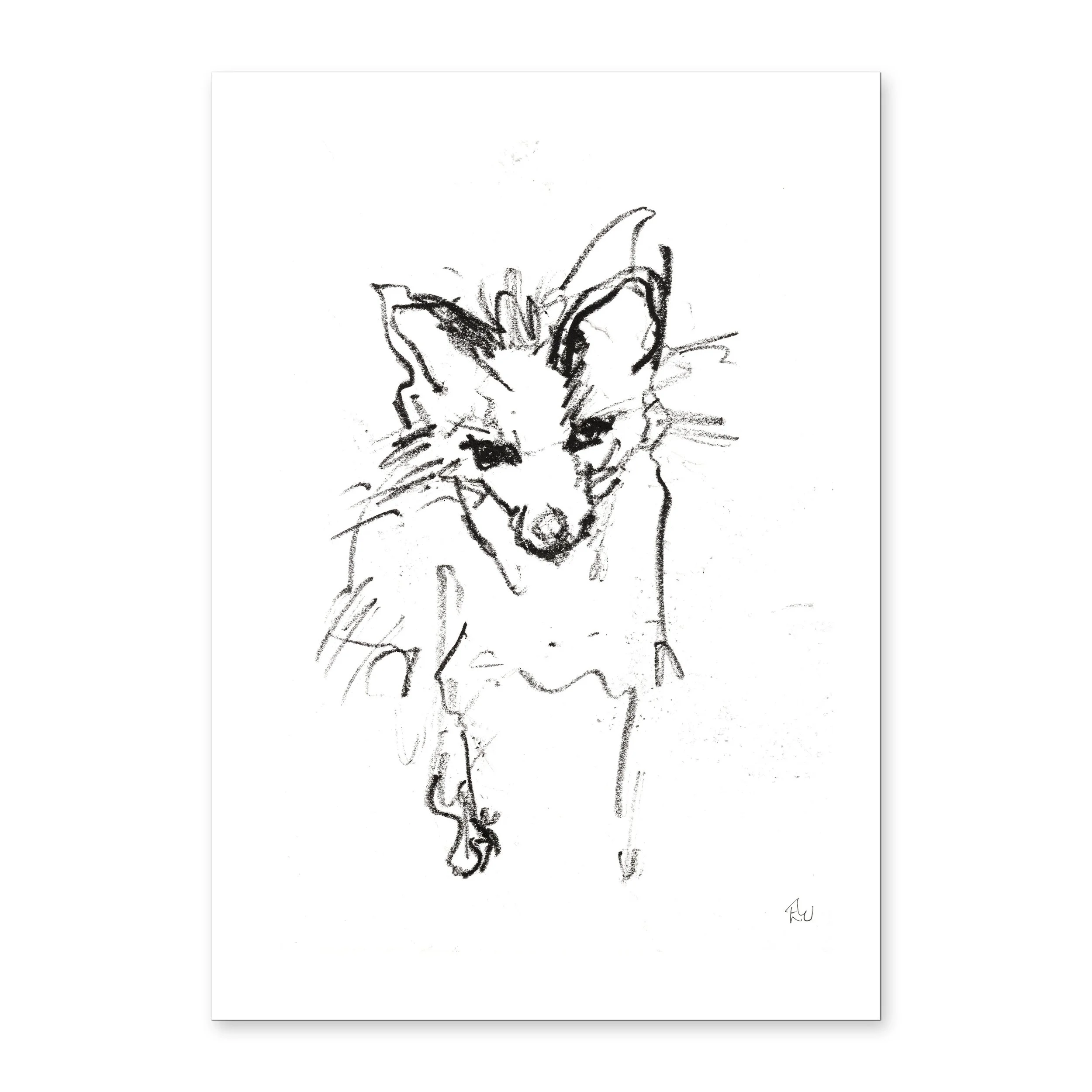 wildside Racoon Dog