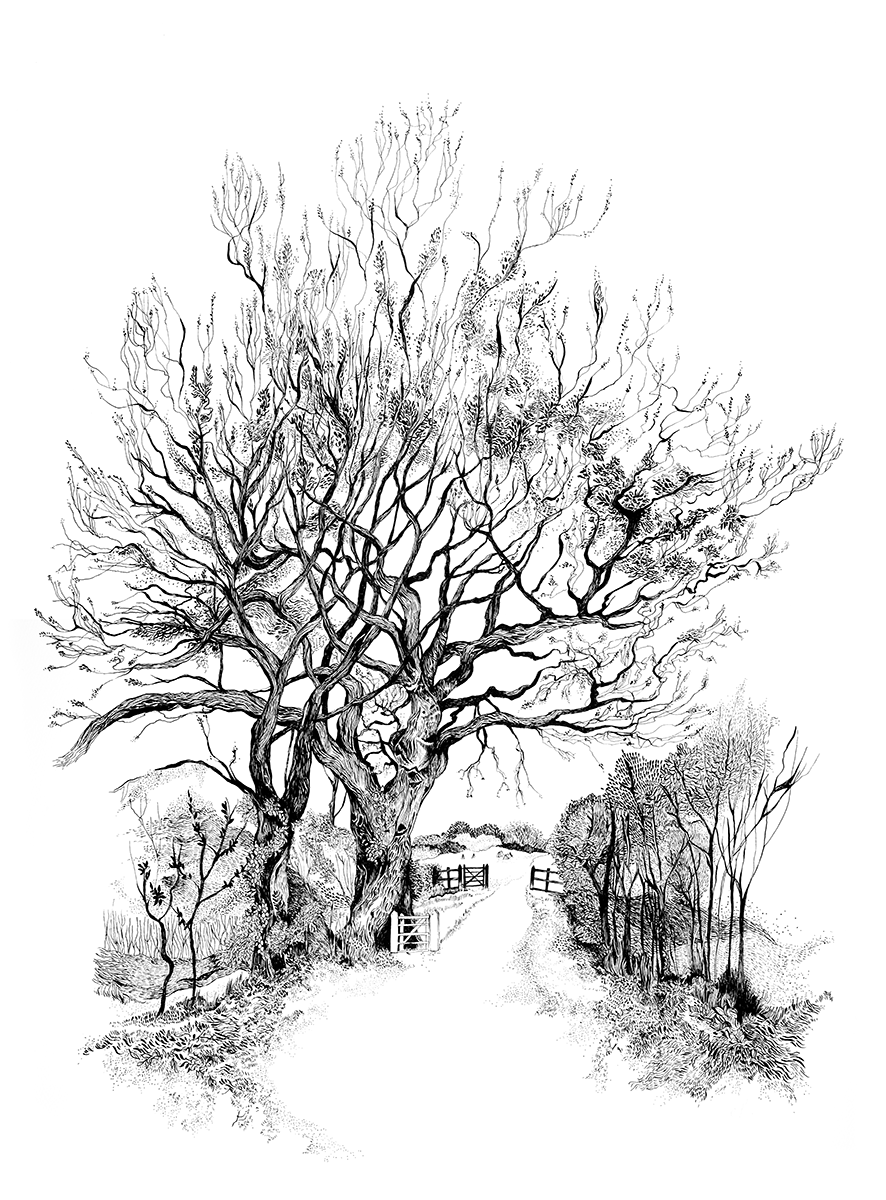 The Veteran Oak.png