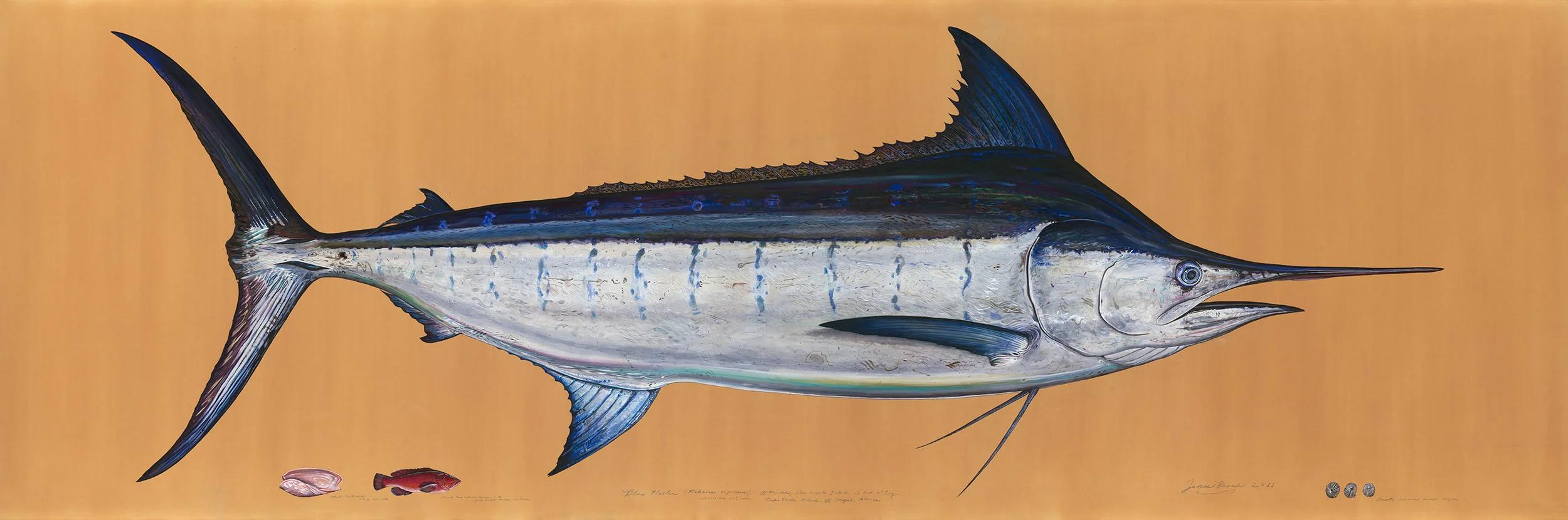 Painting of Blue Marlin by James Prosek - by permission of the Artist 