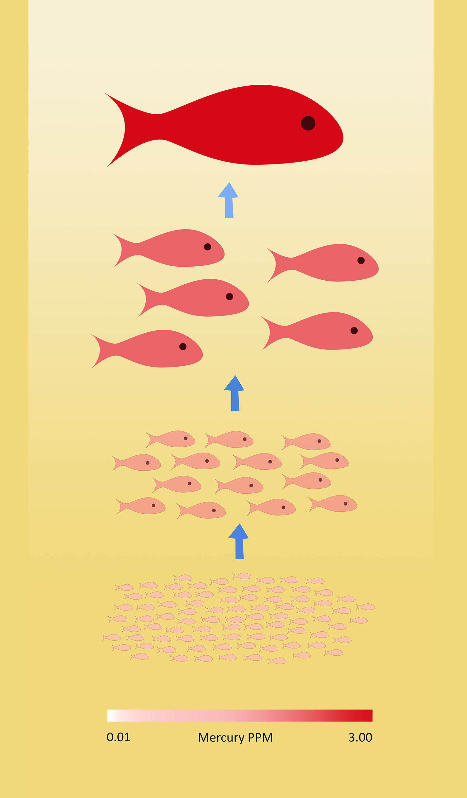 Bioaccumulation of mercury in the marine food chain