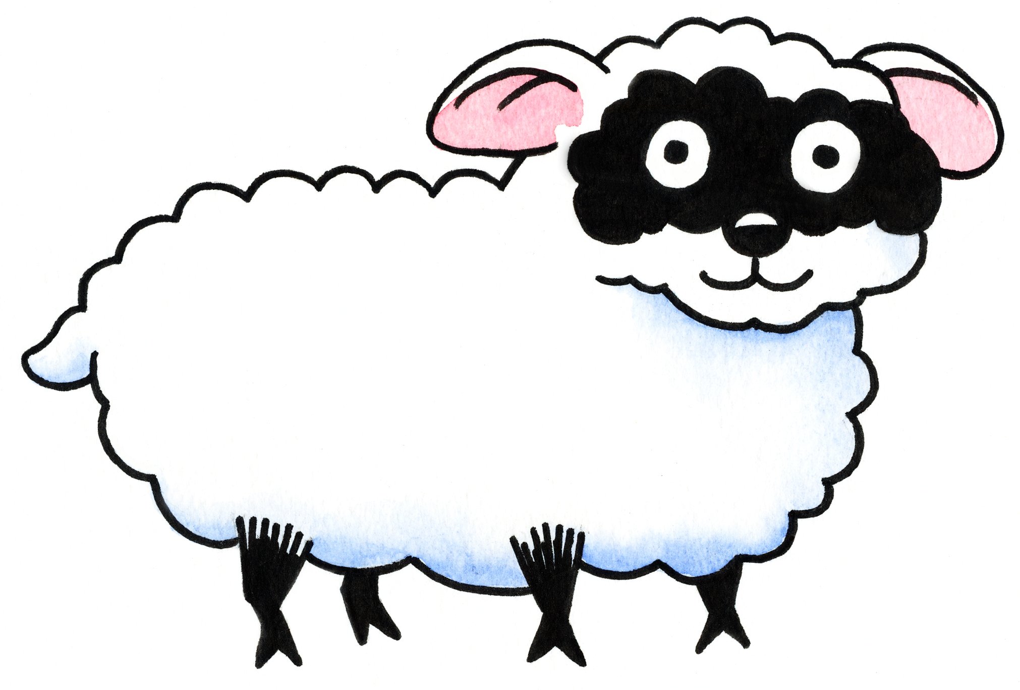 An Irish Sheep