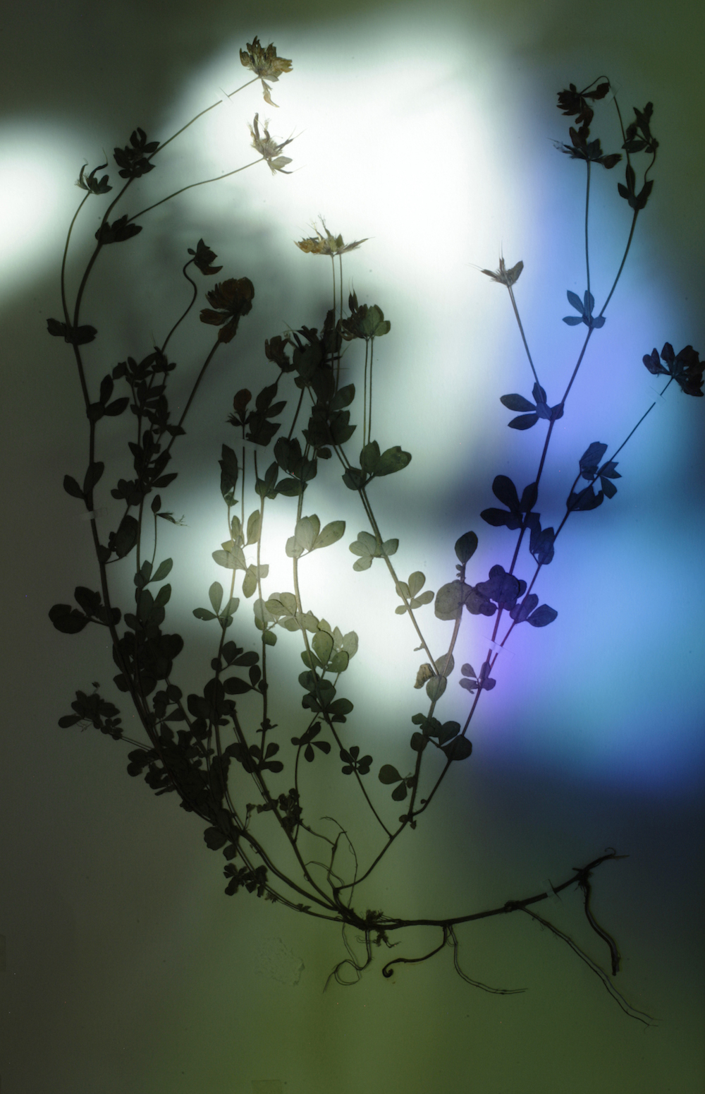 Herbier populaire II, 2017