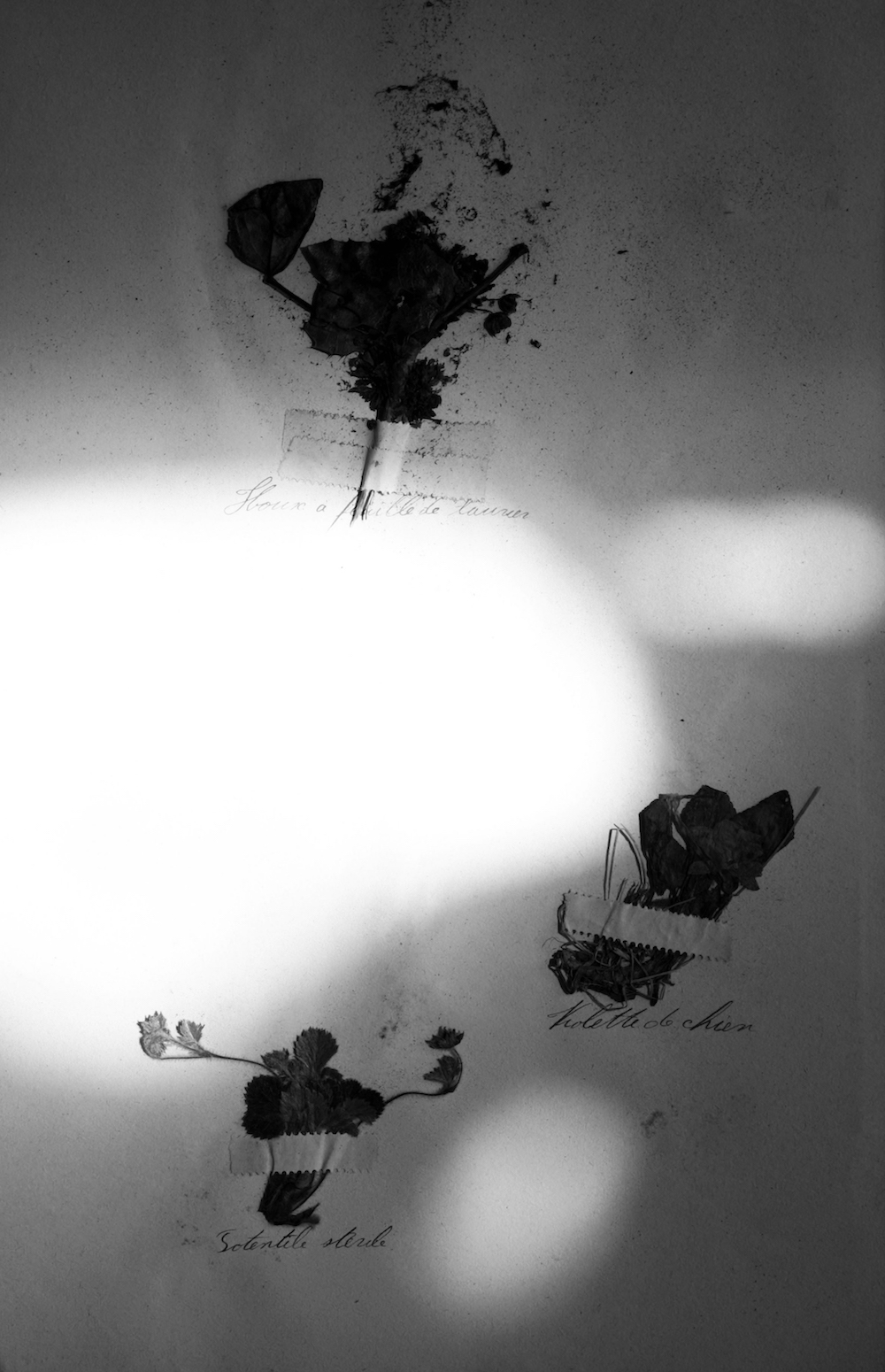 Herbier populaire IV, 2017