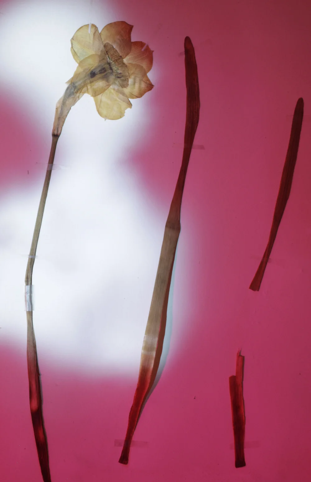 Bernard Voïta, "Herbier populaire I", 2017