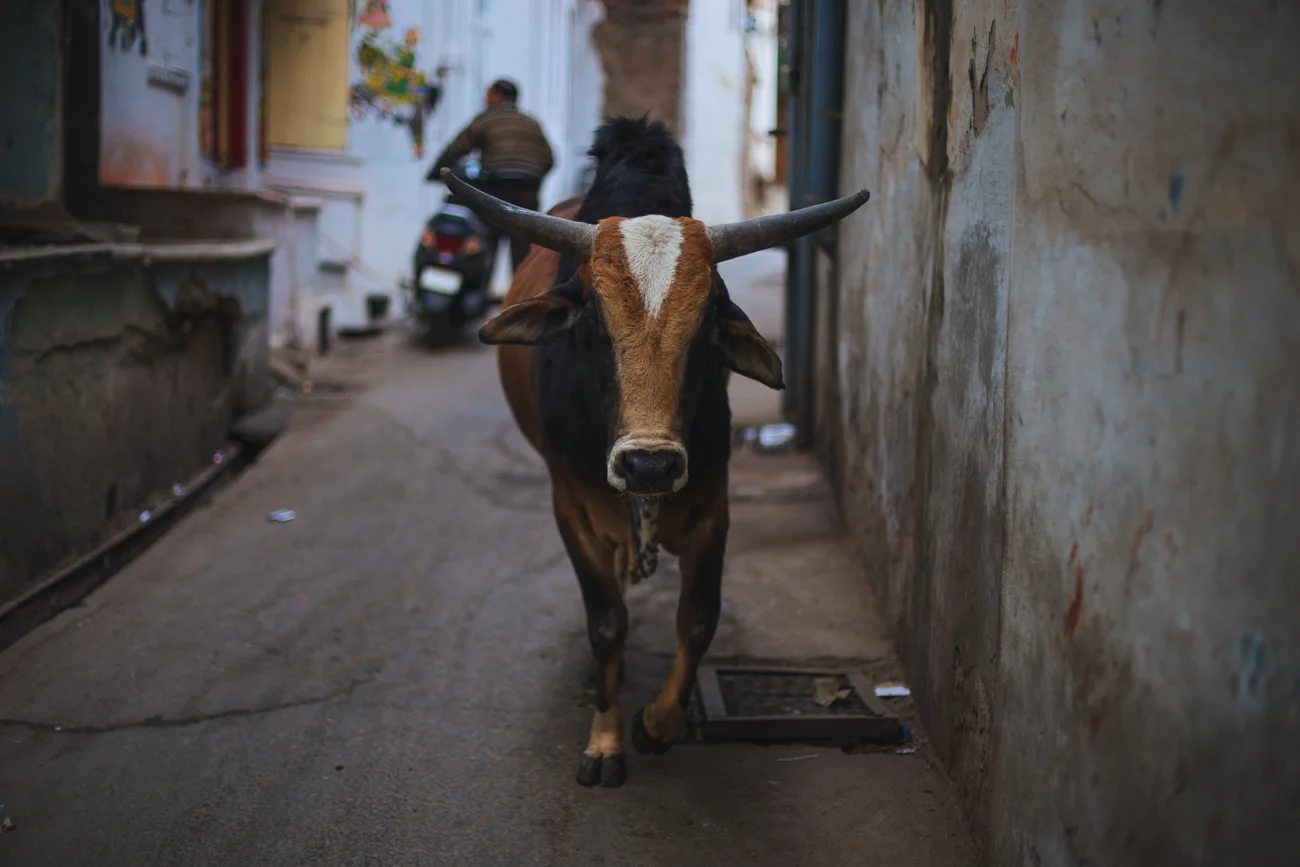 Udaipur-7425.jpg