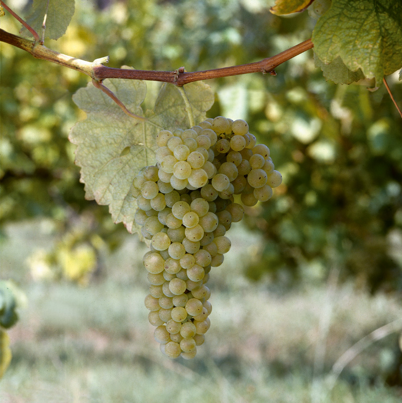 Albariño grapes for Nessa - Copy.jpg