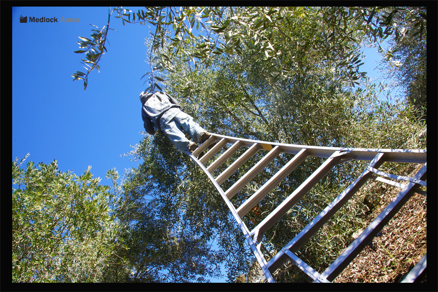 Medlock Ames_Olive Harvest.jpg