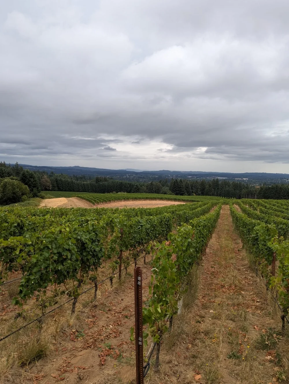 Anne Amie Wines — ampelography