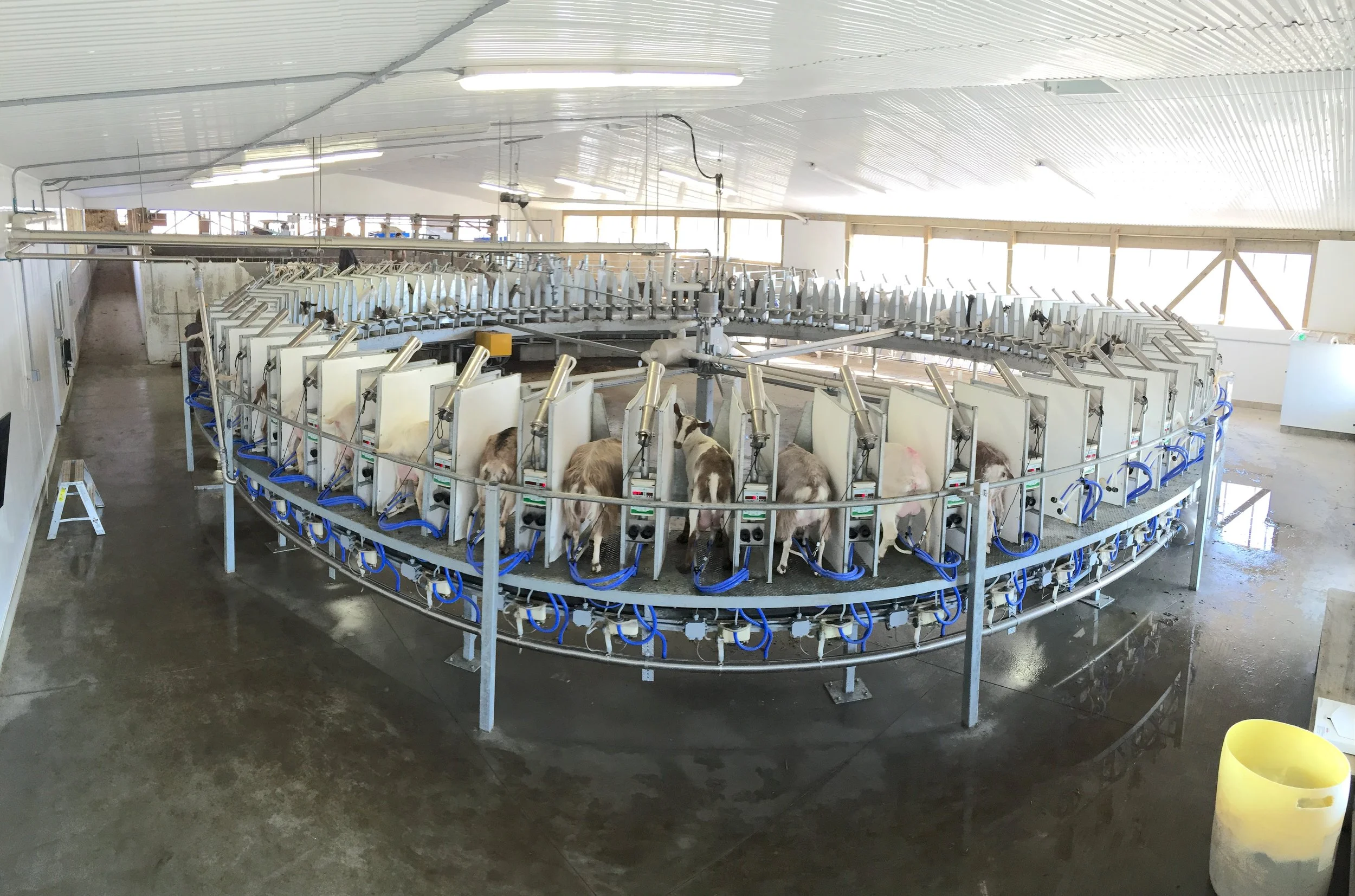 Rotary milking parlour system for dairy goats handling high volume production
