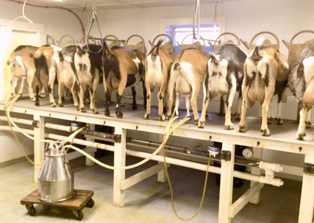 Bucket Milker.png