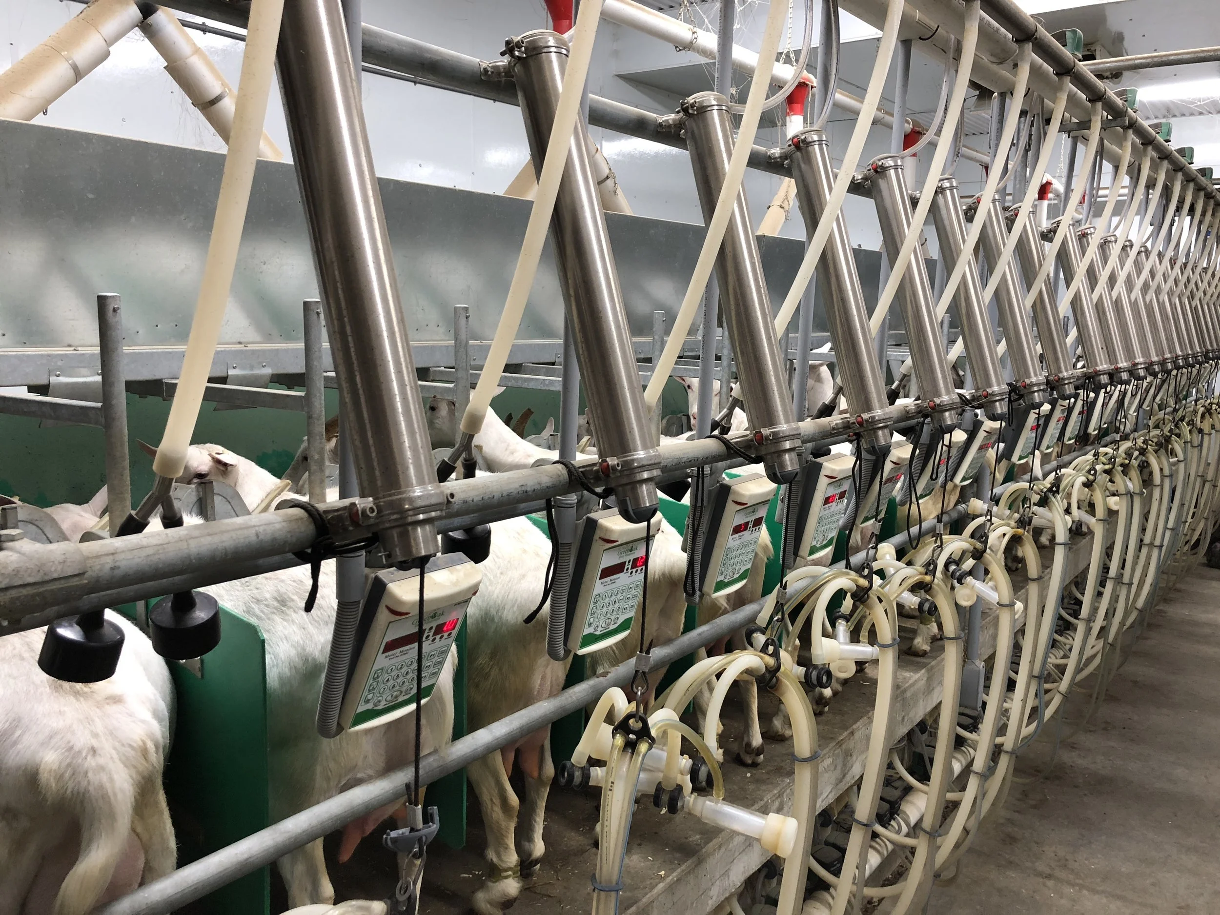 Rapid exit milking parlour system for dairy goats with efficient animal flow