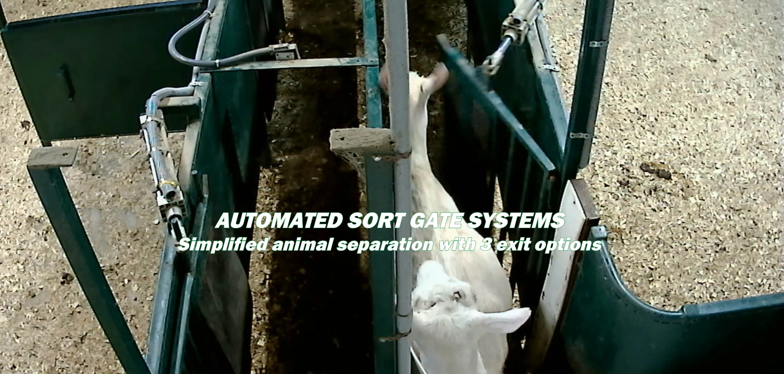 Greenoak Goat and Sheep Dairy Equipment