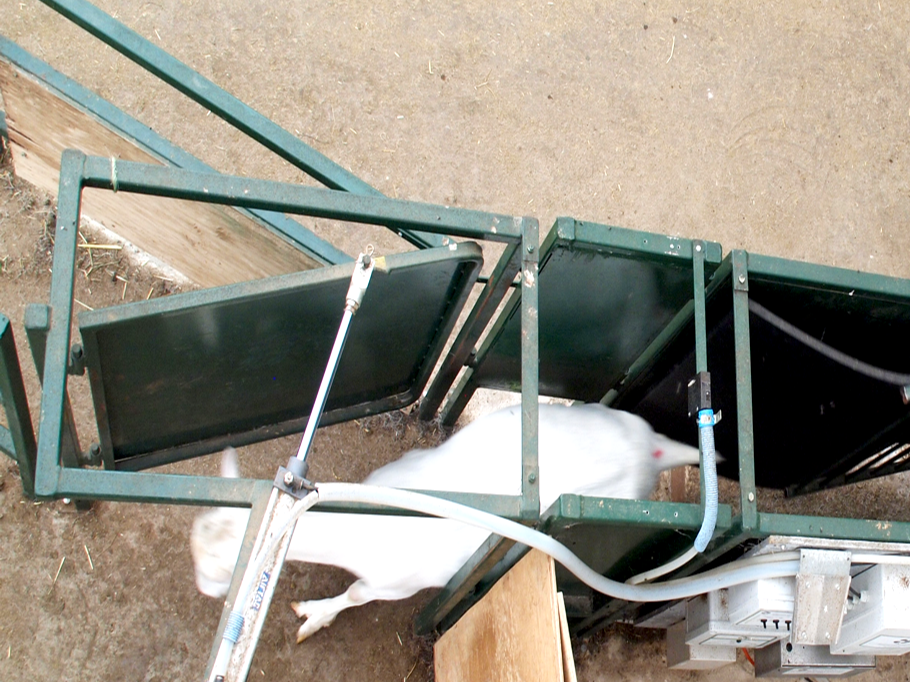 Dairy goat sort gate system automatically directing animals into pens