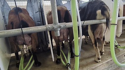 Automatic Take-Off in action during milking goats