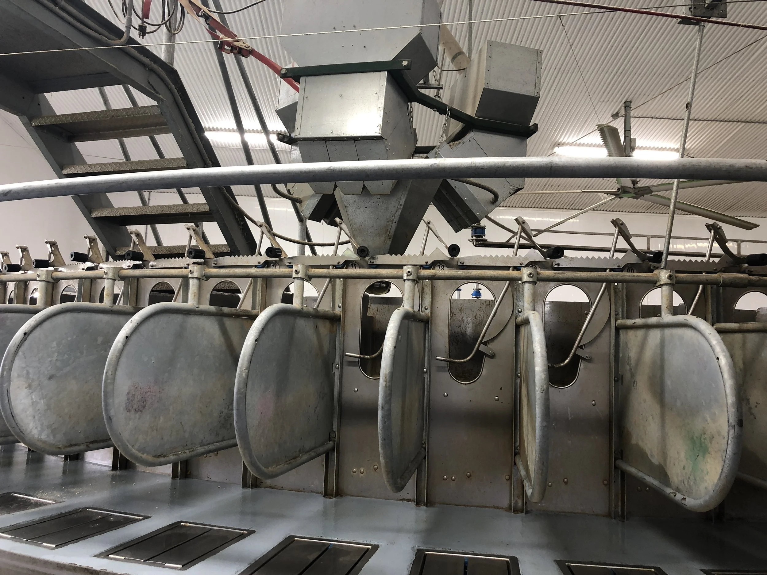 Rotary feeding station for goats
