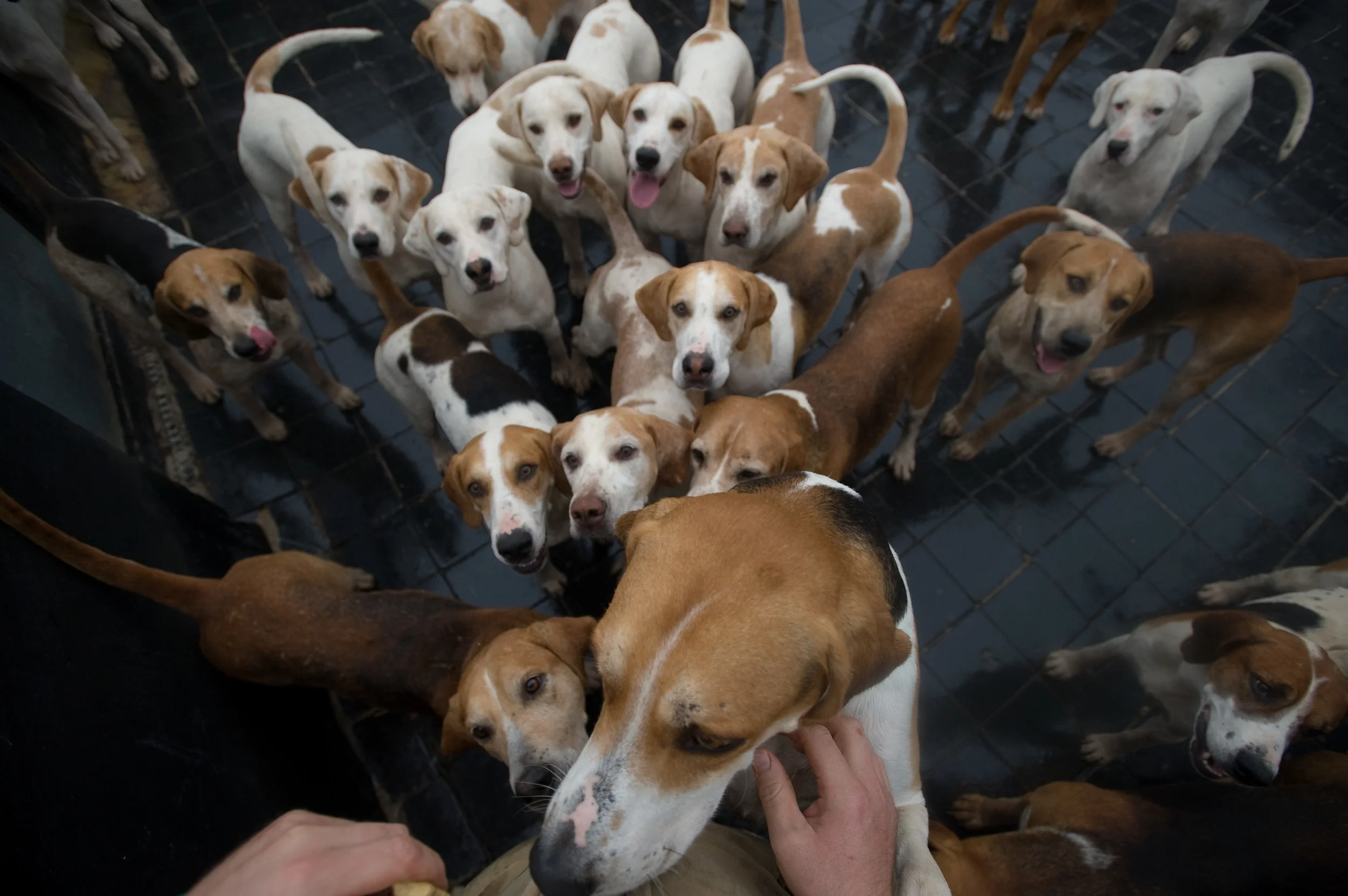 Hunt hounds in Hampshire.