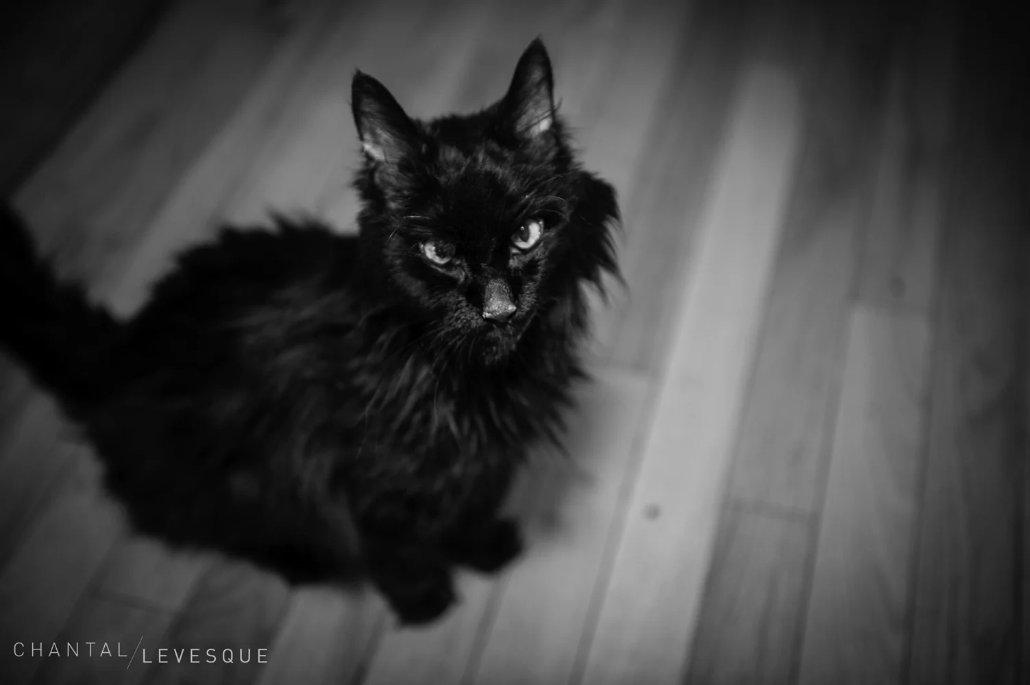 This photo was taken mid-March. He is annoyed that I am taking photos of him.