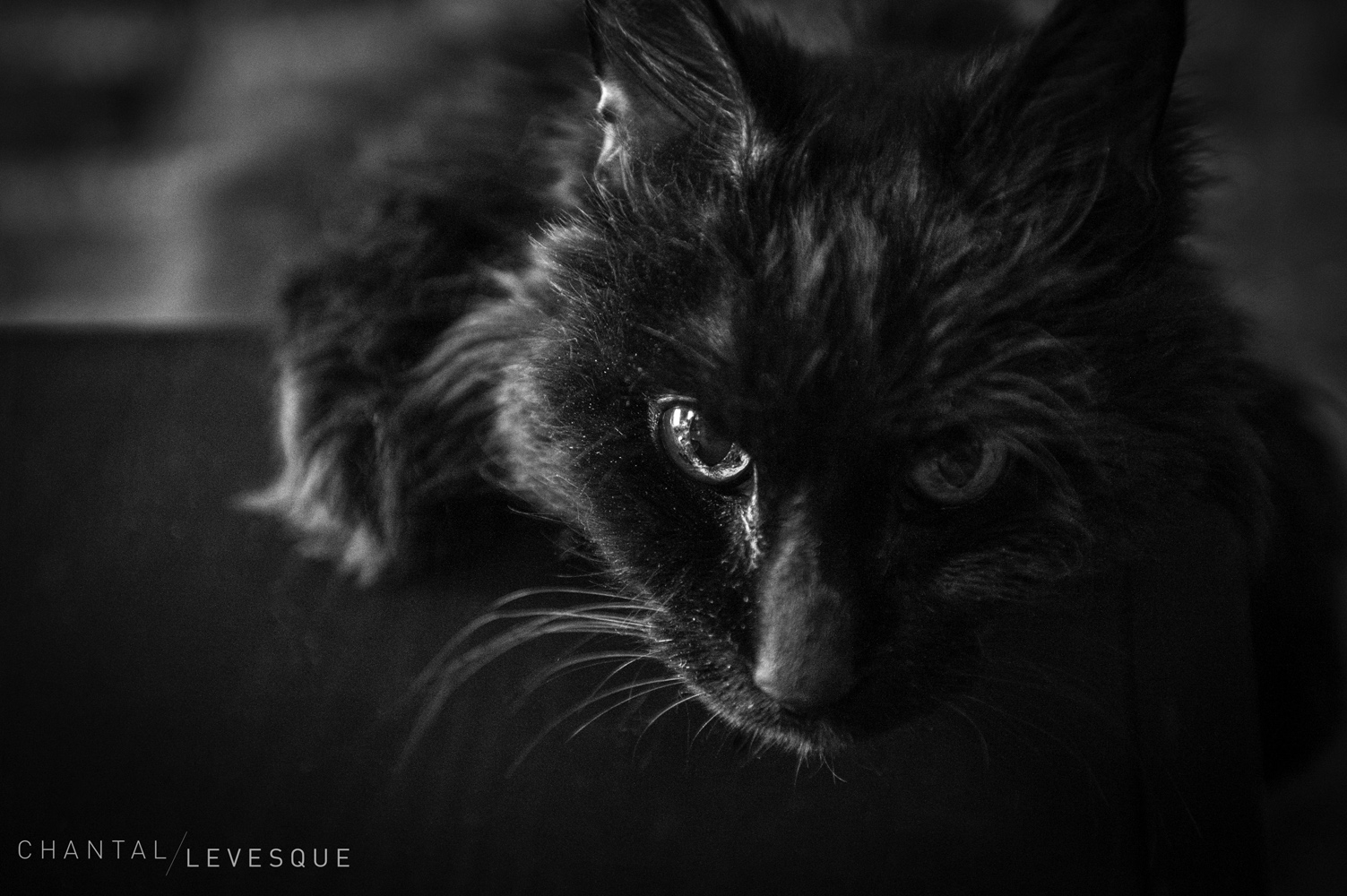 Thank you Diablo for all those wonderful years!