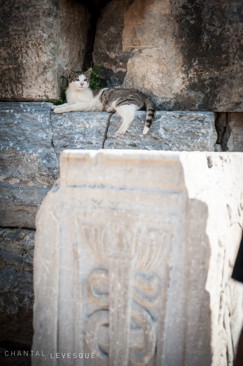 cats-0240.jpg