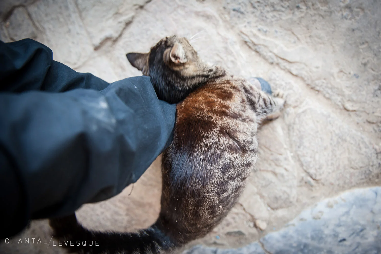 cats-0195.jpg