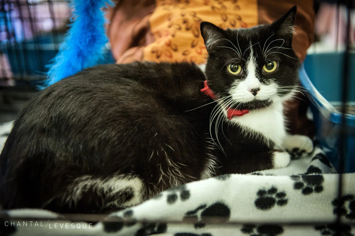 cats-verdun-1623.jpg