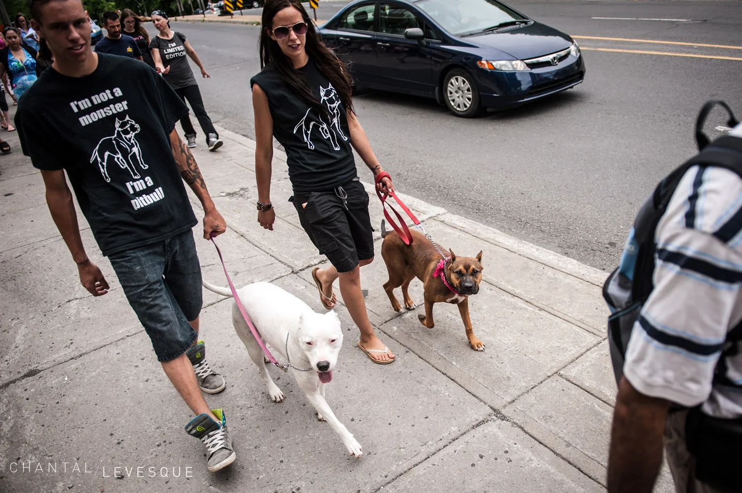 pitbulls-8022.jpg