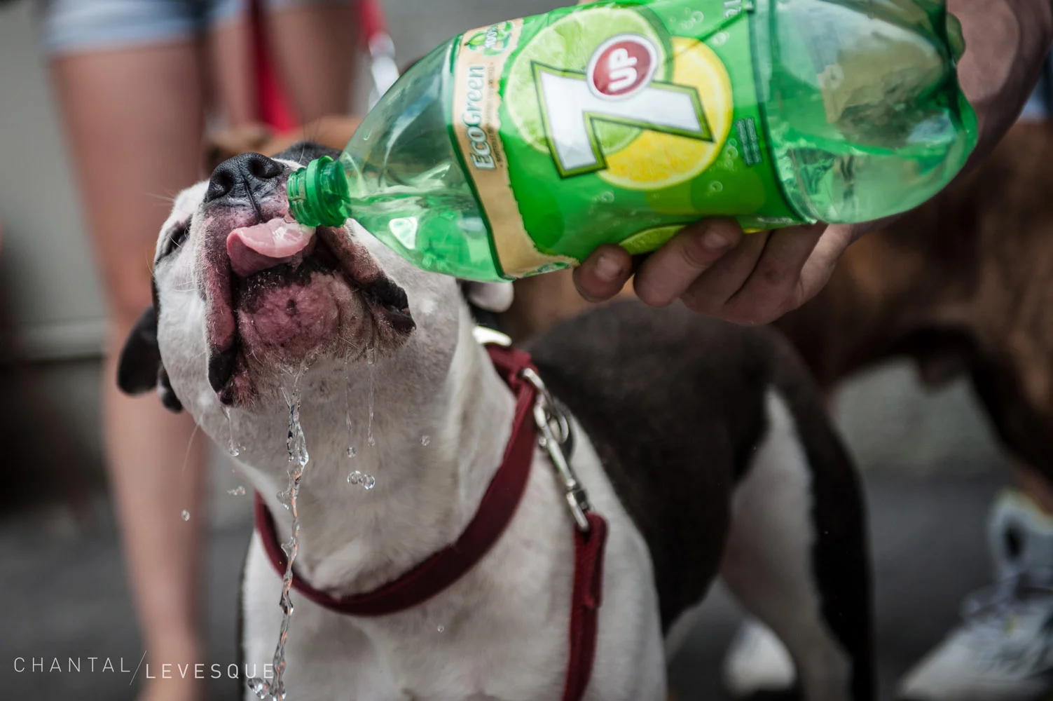 pitbulls-8131.jpg
