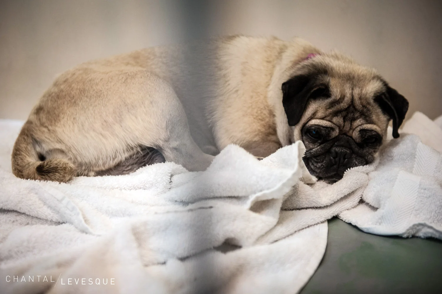 spca-7718.jpg