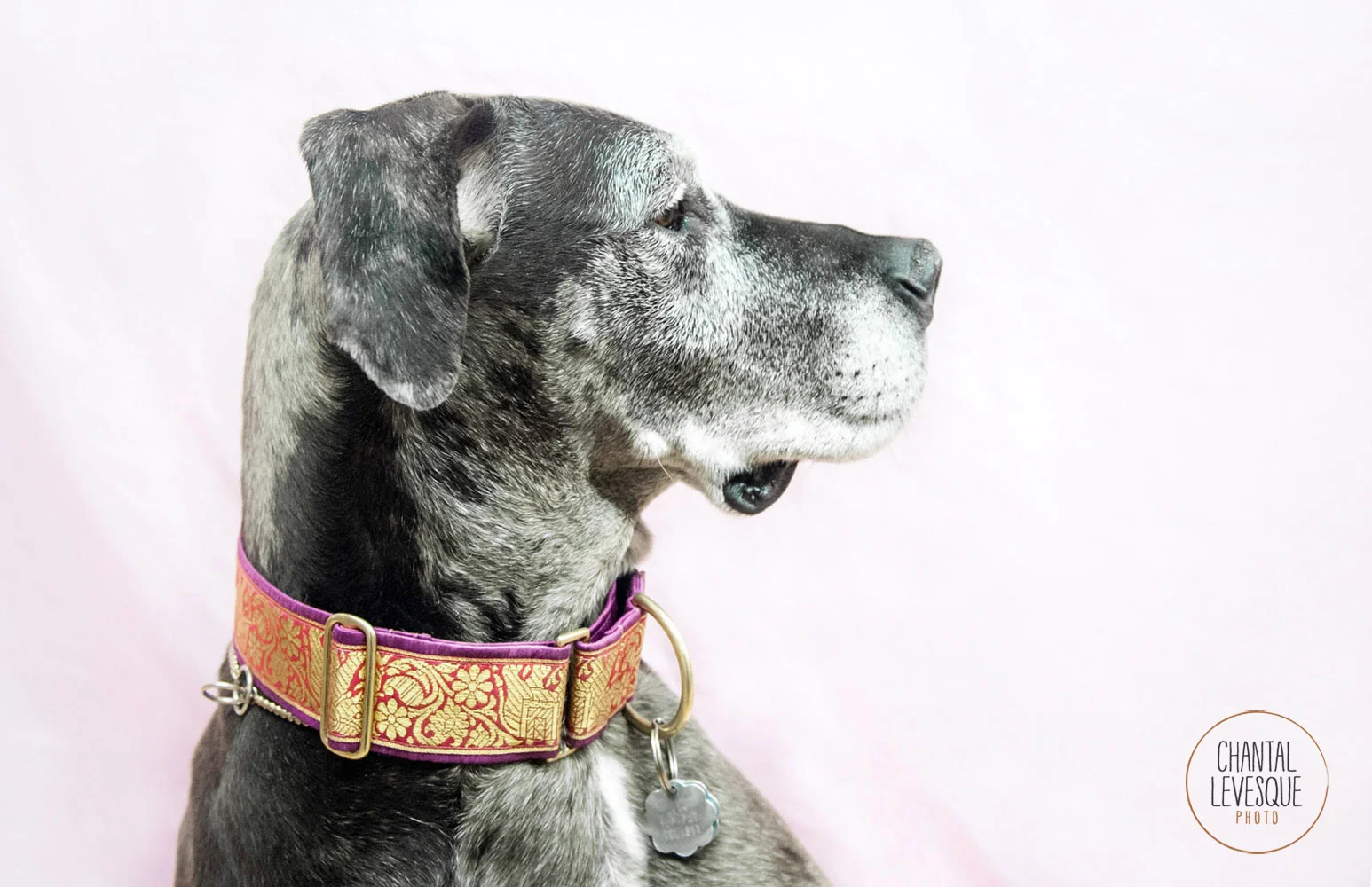 Diva