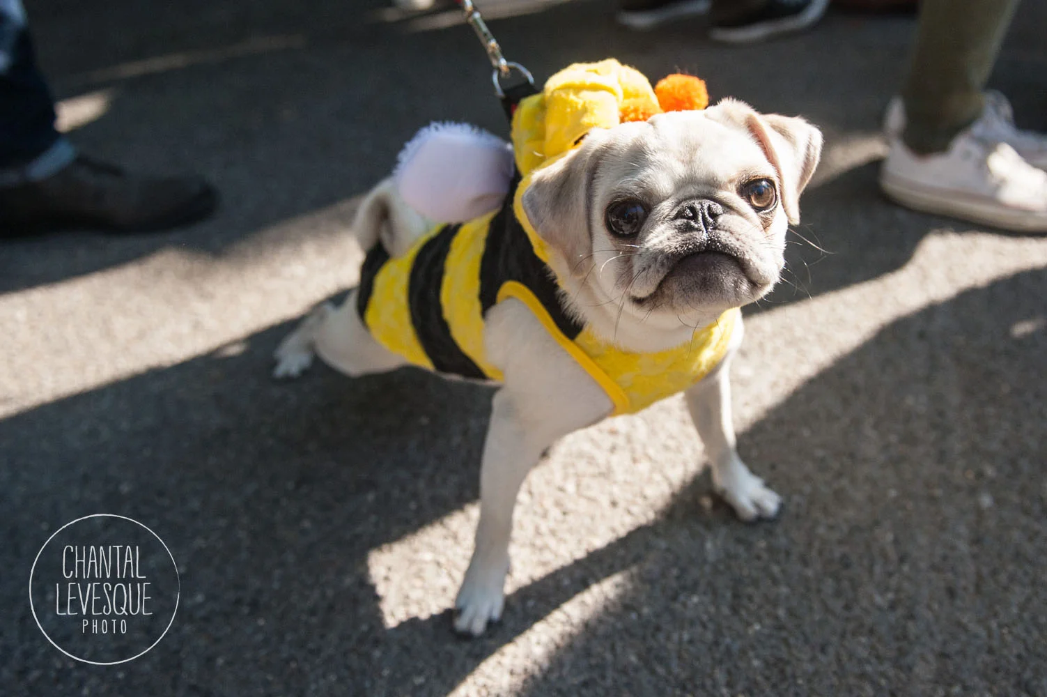 howloween-7990 copy.jpg