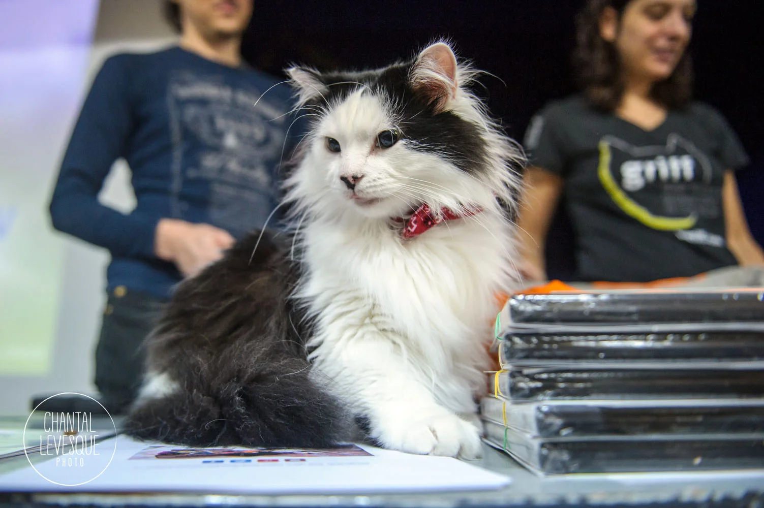 The Oreo Cat