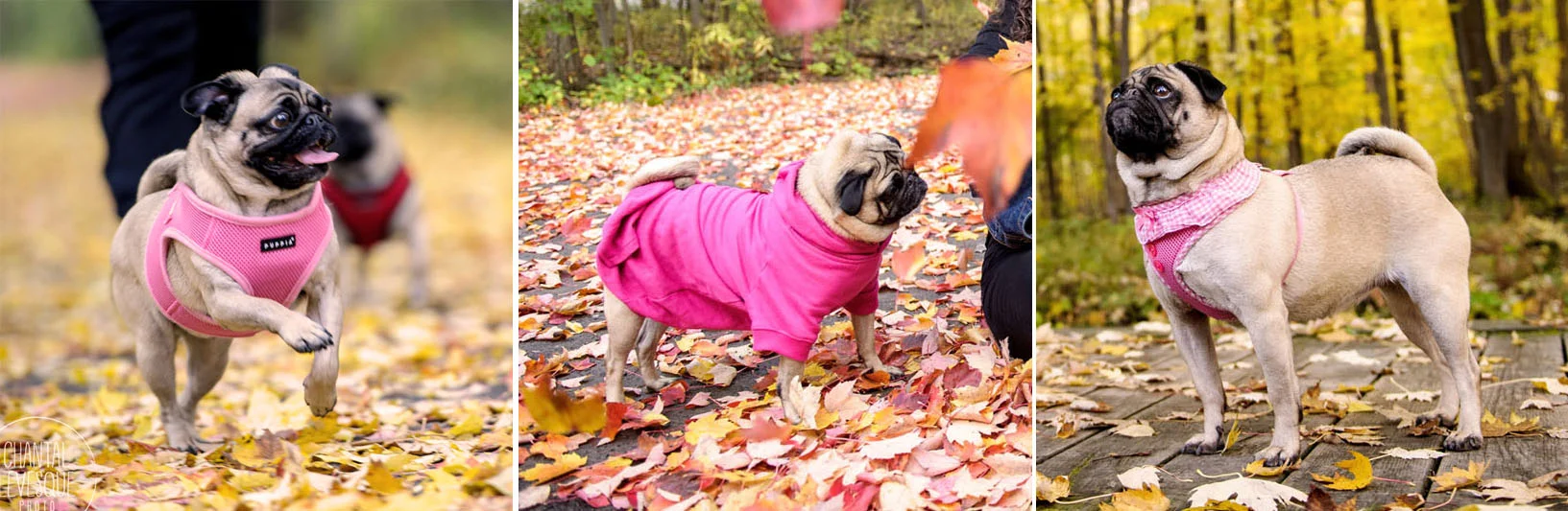 pugs-style-3904.jpg